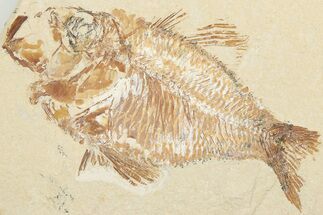 4.1" Cretaceous Fossil Fish (Ctenothrissa) & Shrimp - Lebanon - Fossil #201372