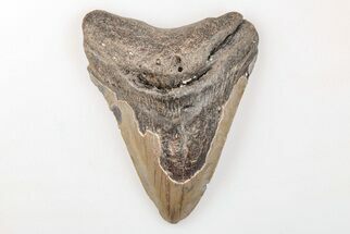 Bargain, 3.45" Fossil Megalodon Tooth - North Carolina - Fossil #200719
