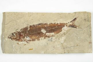 Cretaceous Fossil Fish (Organotegatum) - Hakel, Lebanon #201347