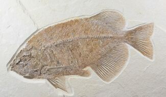 Detailed, Phareodus Fish Fossil - Wyoming #12657