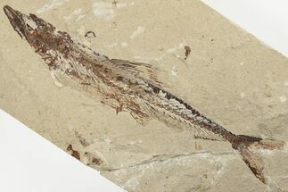 Cretaceous Viper Fish (Prionolepis) Fossil - Hjoula, Lebanon #201377
