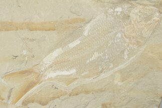 5.8" Cretaceous Fossil Fish (Sedenhorstia) and Shrimp- Lebanon - Fossil #201378