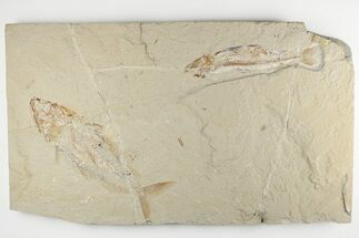 Fossil Fish Association (Halec & Prionolepis) - Fish in Stomach! #201379