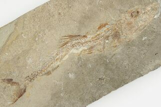 5.7" Cretaceous Predatory Fish (Eurypholis) Fossil - Hakel, Lebanon - Fossil #201382