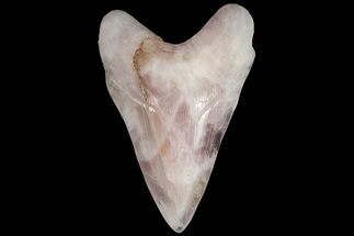 Realistic, 7.4" Carved Rose Quartz Megalodon Tooth - Replica - Crystal #202060
