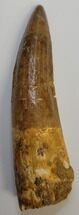 Composite Real Spinosaurus Tooth #202111