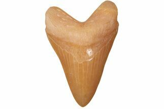 Realistic, 7.4" Carved Orange Calcite Megalodon Tooth - Replica - Crystal #202088