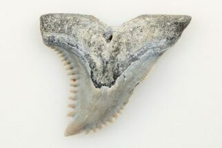 1.1" Snaggletooth Shark (Hemipristis) Tooth - Aurora, NC - Fossil #201843