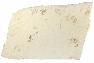 2.9" Cretaceous Crusher Fish (Coccodus) With 14 Shrimp - Lebanon - Fossil #202115