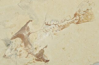 3.6" Cretaceous Crusher Fish (Coccodus) - Hjoula, Lebanon - Fossil #202117