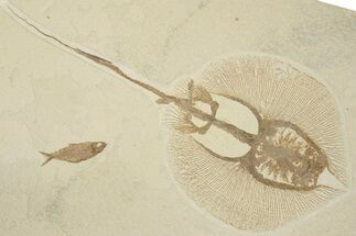 18" Fossil Stingray (Heliobatis) With Knightia - Wyoming - Fossil #202113