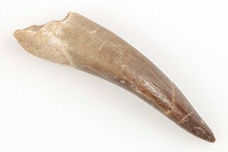 2.4" Fossil Plesiosaur (Zarafasaura) Tooth - Morocco - Fossil #202001