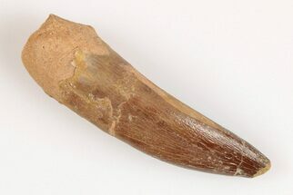 1.85" Fossil Plesiosaur (Zarafasaura) Tooth - Morocco - Fossil #202012