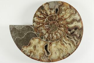 8.3" Cut & Polished Ammonite Fossil (Half) - Madagascar - Fossil #200121
