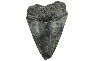 Fossil Great White Shark Tooth - South Carolina #202027