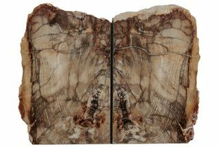 7.7" Petrified Wood Bookends - McDermitt, Oregon - Fossil #195141
