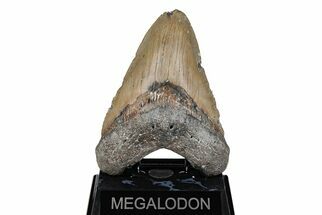5.36" Fossil Megalodon Tooth - North Carolina - Fossil #201774