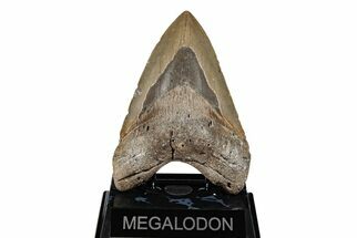 Bargain, 5.22" Fossil Megalodon Tooth - North Carolina - Fossil #201925