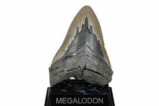 Bargain, 5.62" Fossil Megalodon Tooth - Serrated Blade - Fossil #201934
