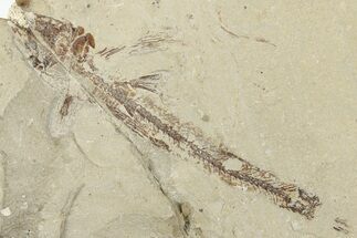 3.6" Rare Cretaceous Fossil Bony Fish (Telepholis) - Lebanon - Fossil #202142