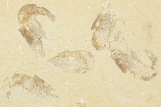 Six Cretaceous Fossil Shrimp (Carpopenaeus) - Hjoula, Lebanon - Fossil #202161