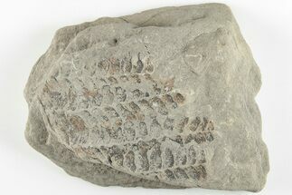 4.9" Pennsylvanian Fossil Fern (Neuropteris) Plate - Kentucky - Fossil #201685