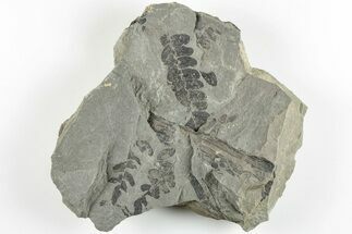 4.9" Pennsylvanian Fossil Fern (Neuropteris) Plate - Kentucky - Fossil #201697