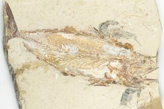 7.4" Cretaceous Fish (Halec) With Shrimp Fossils - Hjoula, Lebanon - Fossil #202164