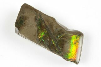 1.3" Iridescent Ammolite (Fossil Ammonite Shell) - Alberta, Canada - Fossil #202377