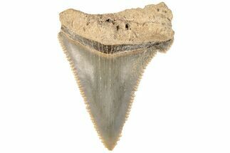 Bargain, Serrated Angustidens Tooth - Megalodon Ancestor #202408