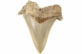 Bargain, Serrated Angustidens Tooth - Megalodon Ancestor #202409