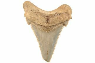 1.6" Serrated Angustidens Tooth - Megalodon Ancestor - Fossil #202416
