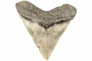 Serrated, Juvenile Megalodon Tooth - South Carolina #202418