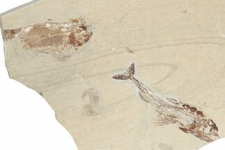 5.45" Fossil Eurypholis With Nematonotus & Shrimp - Hjoula, Lebanon - Fossil #202166