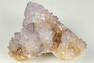 Cactus Quartz (Amethyst) Crystal Cluster - South Africa #201714