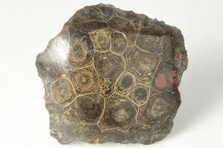 2.9" Polished Fossil Coral (Actinocyathus) Head - Morocco - Fossil #202533