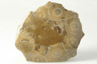 3.1" Polished Fossil Coral (Actinocyathus) Head - Morocco - Fossil #202535