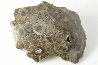 4.3" Polished Fossil Coral (Actinocyathus) Head - Morocco - Fossil #202540