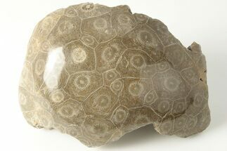 4.2" Polished Fossil Coral (Actinocyathus) Head - Morocco - Fossil #202541