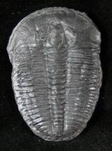 Large Elrathia Trilobite - Wheeler Shale #12513