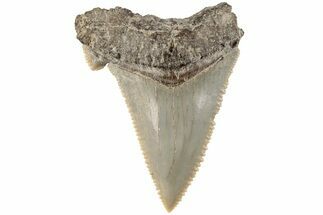 Bargain, Serrated Angustidens Tooth - Megalodon Ancestor #202437