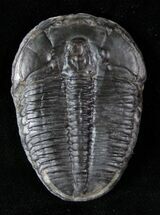 Large Elrathia Trilobite on Calcite Nodule #12511