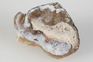 Oligocene Horse (Mesohippus) Tooth - South Dakota #202588