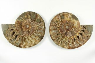 7.1" Cut & Polished, Agatized Ammonite Fossil - Madagascar - Fossil #200138