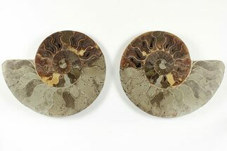Bargain, 6.8" Cut & Polished, Agatized Ammonite Fossil - Madagascar - Fossil #200139