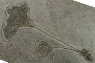 Pyrite Replaced Crinoid (Seirocrinus) Plate - Holzmaden, Germany #165880