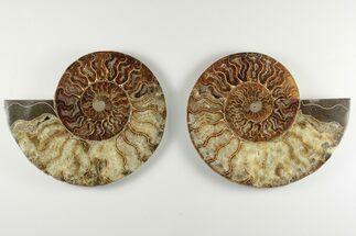 6.5" Cut & Polished, Agatized Ammonite Fossil - Madagascar - Fossil #200143