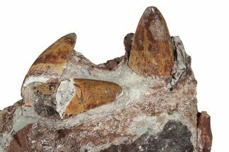 Nine Phytosaur (Redondasaurus) Teeth In Sandstone - New Mexico - Fossil #62901