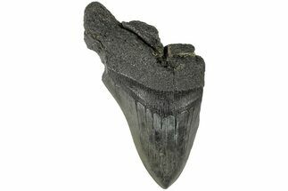 4.27" Partial, Fossil Megalodon Tooth - South Carolina - Fossil #170609