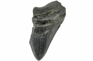 4.53" Partial, Fossil Megalodon Tooth  - Fossil #189903